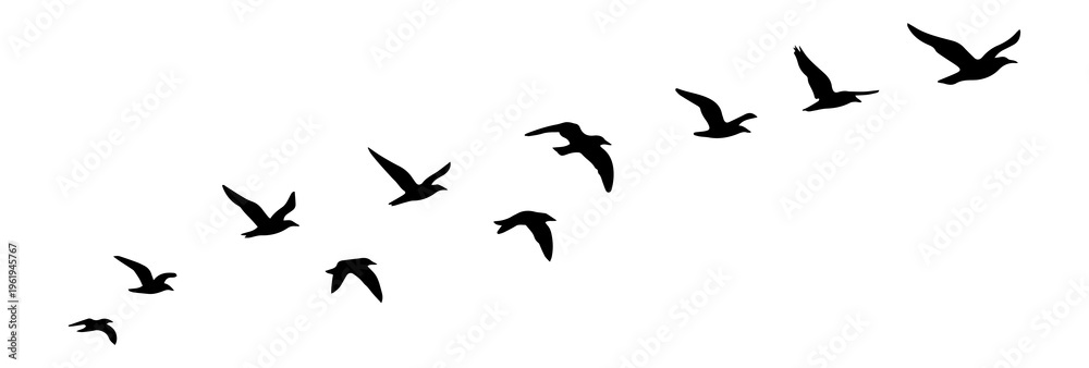 Obraz premium Birds Flying Formation Silhouettes Vector Isolated on White Background