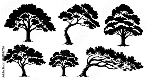 Silhouette Tree Collection: Bonsai, Evergreen, Pine, Japanese Garden Art