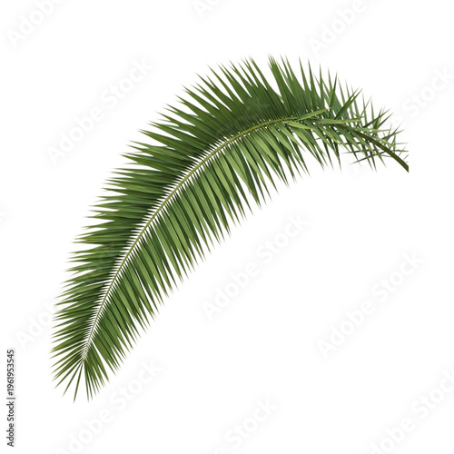 A single long and lush green palm leaf with fine needle like leaflets arching in a graceful curve