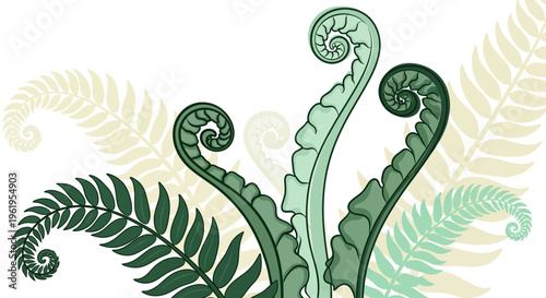 A close up of green fern leaves on a white background