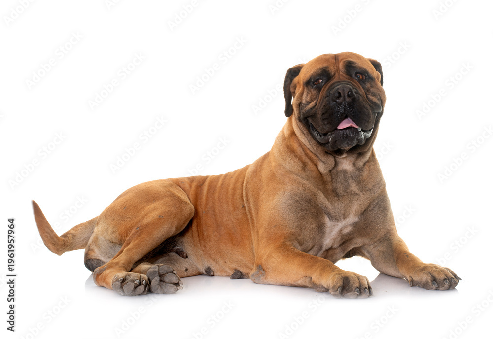 Obraz premium bull mastiff in studio