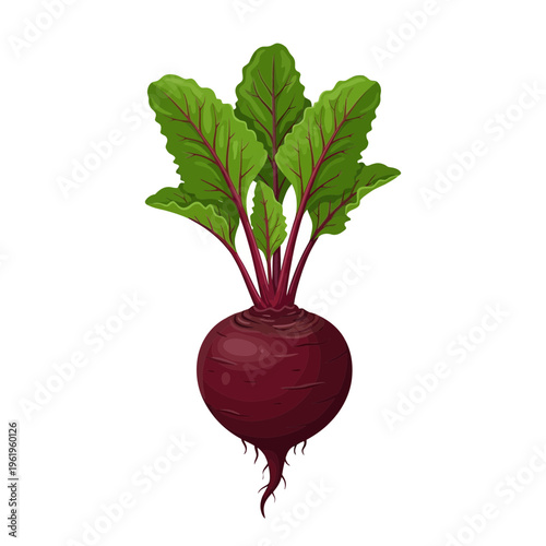 A vibrant illustration of a fresh beetroot with its deep red root and lush green leaves, ready for harvest.