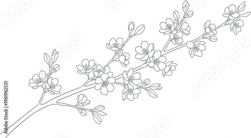 Beautifully detailed black and white line art illustration featuring a delicate branch adorned with numerous small blossoms and budding leaves, perfect for elegant spring designs.