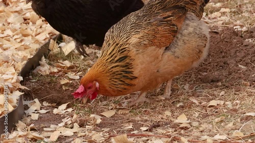 Backyard Chicken Foraging Slow Motion