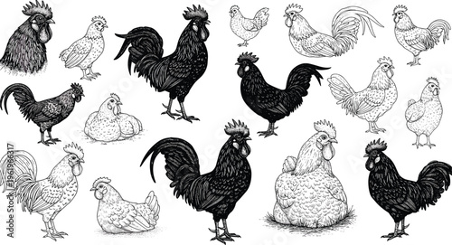 Vintage rooster and hen illustration collection, hand drawn farm chickens sketch, poultry livestock drawing, rural agriculture artwork