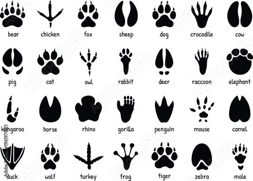 Animal footprints. Wild, domestic pet paw prints, feet and claws imprint. Cat, horse and bear, cow and deer, dog and duck, monkey silhouette foot stamps. Rabbit, bird and camel, chicken vector tracks.