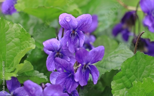 Viola odorata (Fragrant Violet) is a perennial herbaceous plant species belonging to the Violaceae (Violet) family, bearing fragrant purple or white flowers. Flowering in spring, this species prefers 