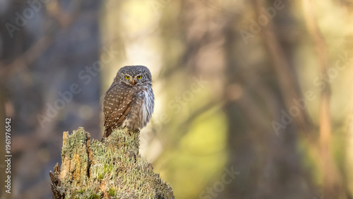 The Pygmy-owl (Glaucidium passerinum)  is perched on a stump in the forest.