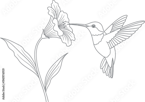 Elegant line art drawing of a beautiful hummingbird gracefully hovering, extending its long beak into a delicate flower to gather sweet nectar, isolated on a pristine white background.