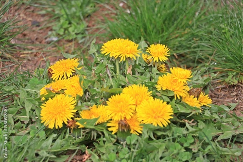 Dandelion (Taraxacum officinale), an herbaceous, perennial flowering plant belonging to the daisy family, grows naturally in the wild.