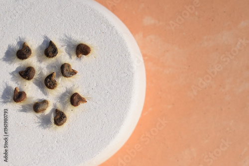 Hibiscus syriacus seeds close up, copy space for text