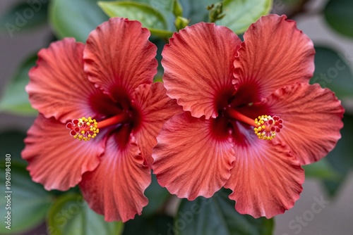 A couple of red flowers that are next to each other