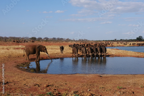 Afrikanische Büffel und Elefanten am Wasserloch im Tsavo East Nationalpark in der Savanne in Kenia bei Voi