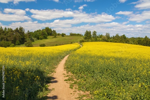 Field rapeseed canola colza Brassica napus path way