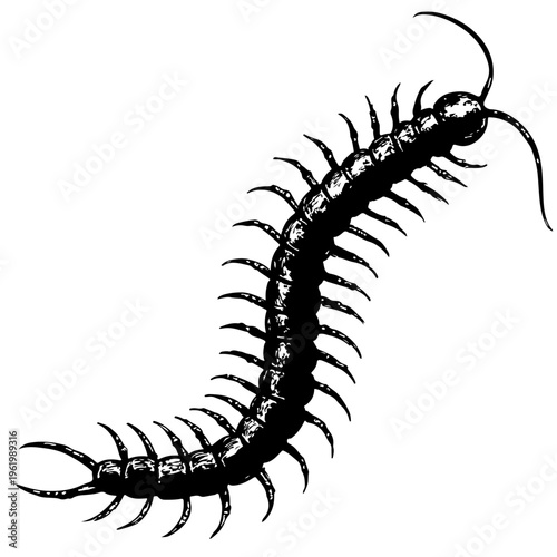 Картината върху платно Centipede silhouette black white background transparent background