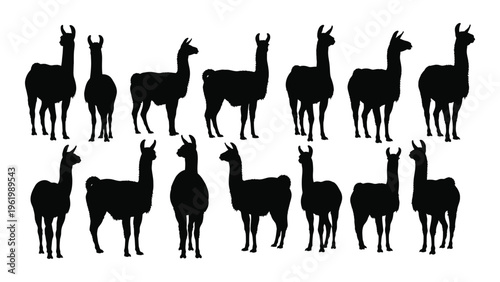 Silhouette of multiple llamas standing in two rows on a white background