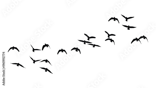 A flock of birds in flight formation against a white background