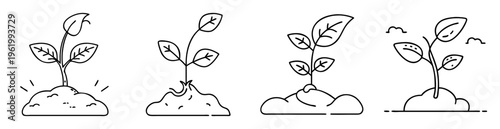 Four seedlings at different growth stages in a line drawing style