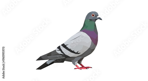 Pigeon standing isolated on white background