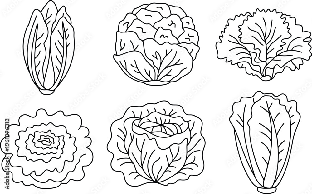 Fototapeta premium lettuce and cabbage Collection of six different types of illustrations line art bundle set