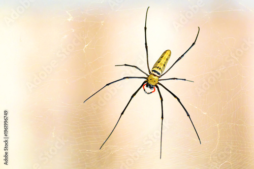 Canvas Print Nephila pilipes in Thailand