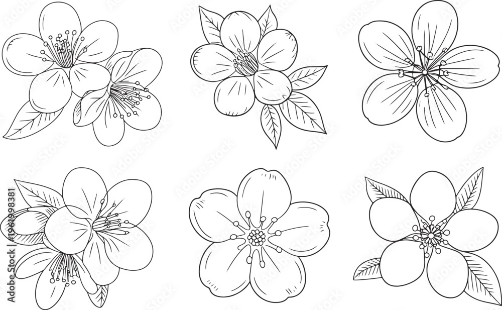 Fototapeta premium Sakura Flower Outline Collection line art bundle set