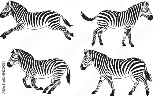zebras in different actions collection of four bundle line art depicting