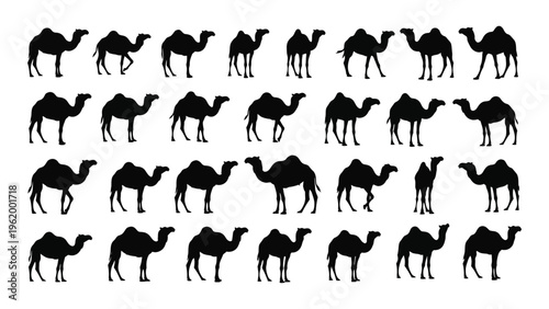 Collection of dromedary camel silhouettes in various poses