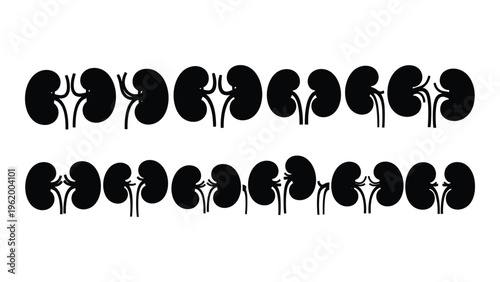 Anatomical illustration of human kidneys in various views