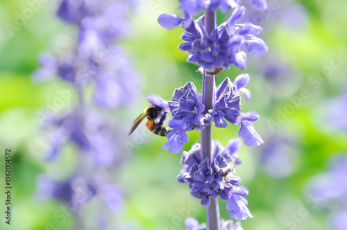 salvia blue giant or Blue Salvia, Mealy Cap Sage or Salvia farinacea Benth or Salvia farinacea or Salvia sp or Lamiaceae or purple flower and a bee