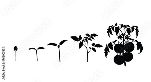 Tomato plant growth stages depicted in a stark black silhouette