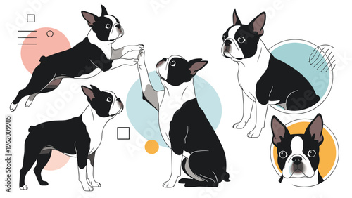 Dynamic sheet of boston terrier dog illustrations showing the pet in various active poses like jumping sitting and standing in profile.
