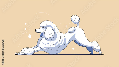 Elegant white poodle with a traditional grooming style in a stretching pose on a warm beige background art.