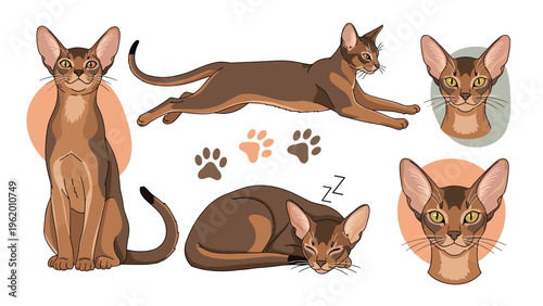 Set of illustrations featuring an Abyssinian cat in different poses such as running, sleeping, and sitting.