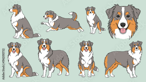 Selection of eight Australian Shepherd dog illustrations in various active poses and detailed head portraits.
