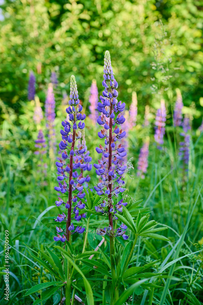 Fototapeta premium Purple lupin flowers blooms in the field in warm sunshine.