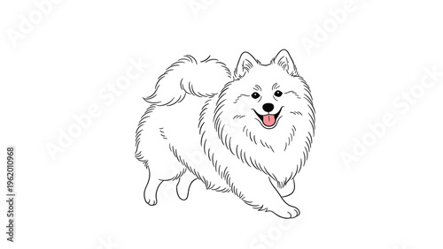 Happy white Pomeranian dog illustration showing the fluffy breed walking and smiling with its tongue out on a white background.
