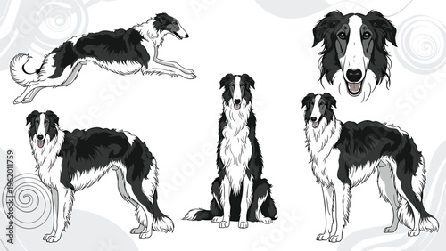 Set of five illustrations of a Borzoi dog showing its elegant form in standing, sitting, and running views.