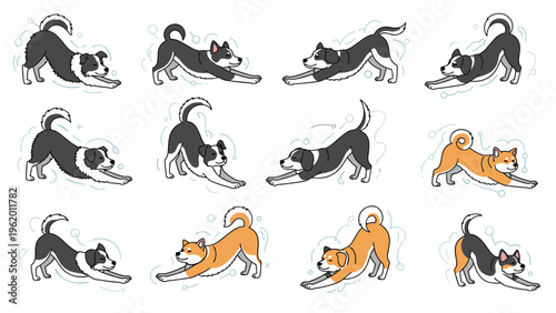 Multiple border collies and shiba inu dogs in various stretching poses illustrated in a cute cartoon style on a white background.