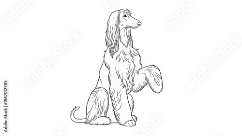 Artistic line drawing of a long haired afghan hound sitting gracefully with its front paw raised in a greeting.