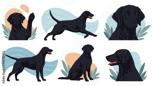 Black curly coated retriever dogs shown in various poses including running and sitting with decorative plant leaves behind.