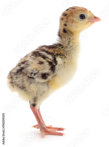 Foto Young domestic turkey poult standing isolated on white
