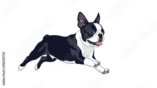 Energetic boston terrier dog running fast with its tongue out and ears up in a playful manner isolated on white background.