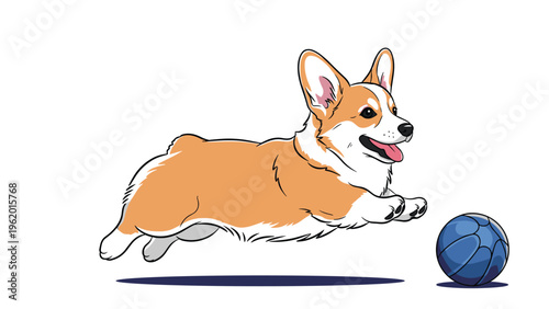 Happy pembroke welsh corgi dog running and jumping toward a blue ball on a plain white background in a playful moment.
