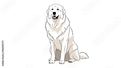 Majestic white great pyrenees dog sitting calmly with its thick fluffy coat and a dignified expression on white background.