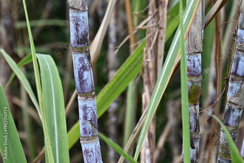 Canne à sucre bleue