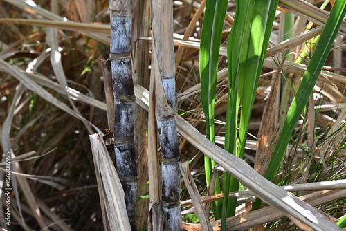 Canne à sucre pour distillerie de rhum