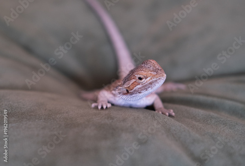 Baby of bearded agama dragon at home