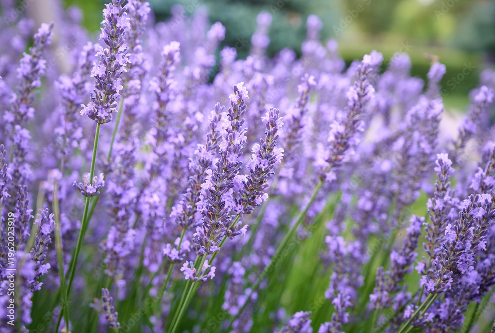 Naklejka premium Lavender flowers in flower garden.