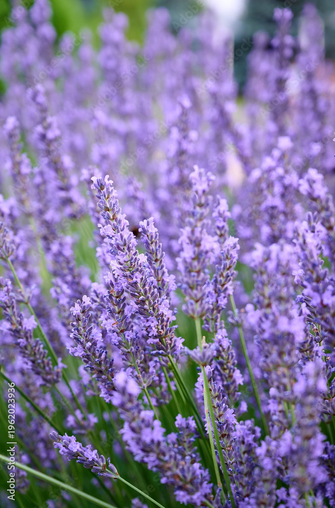 Fototapeta premium Lavender flowers in flower garden.